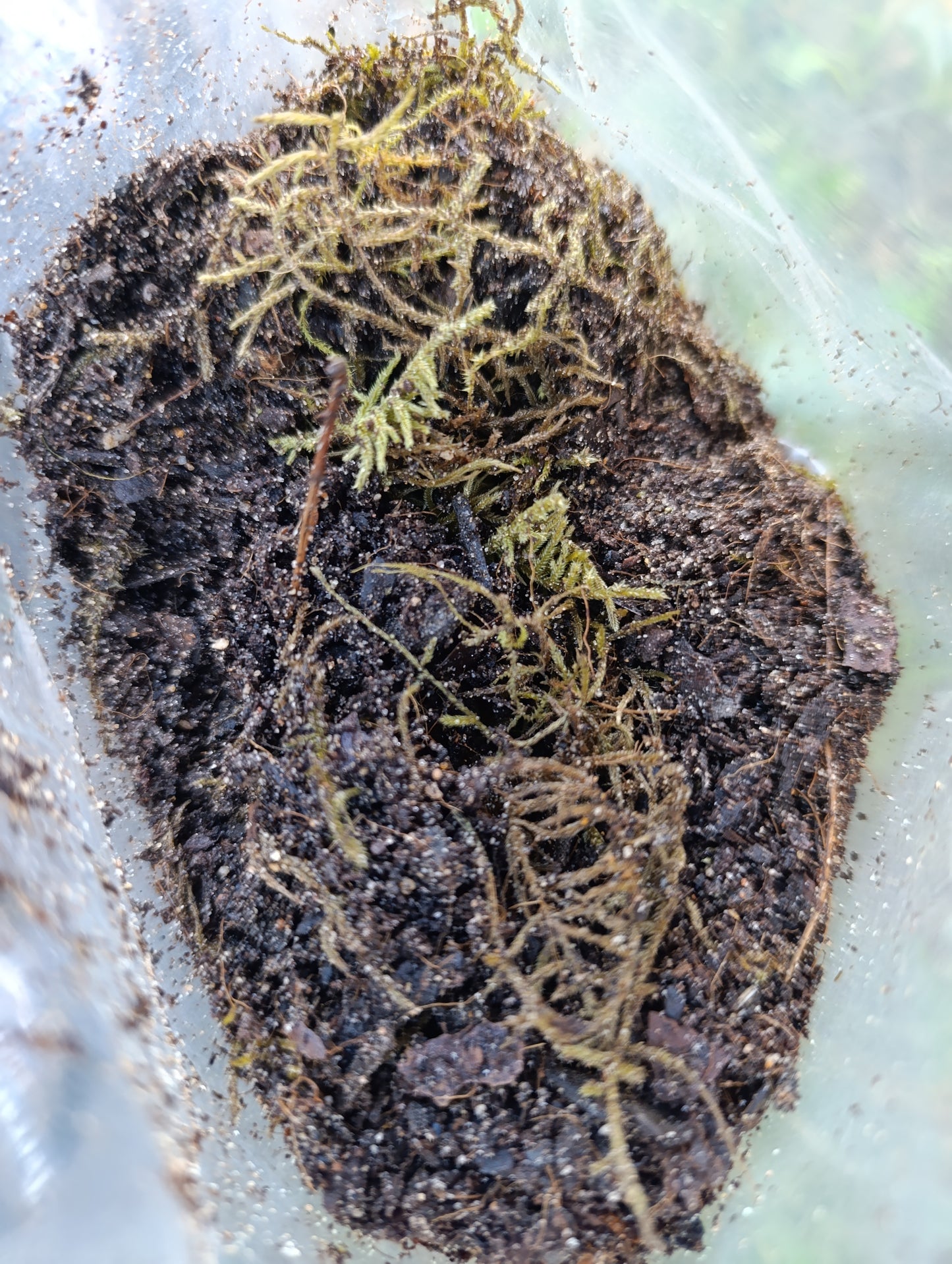 Terrarium soil