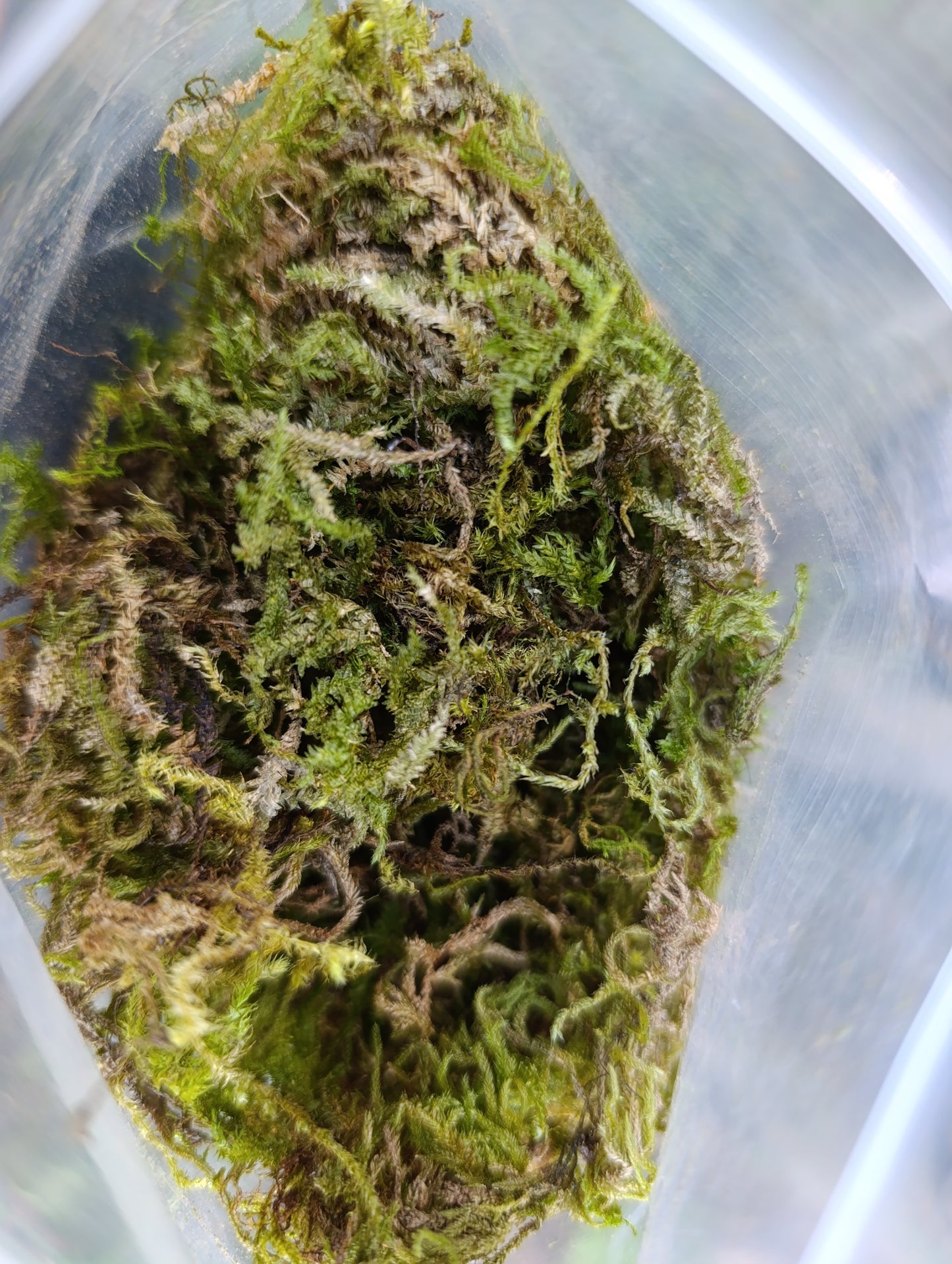 Spaghnum Moss