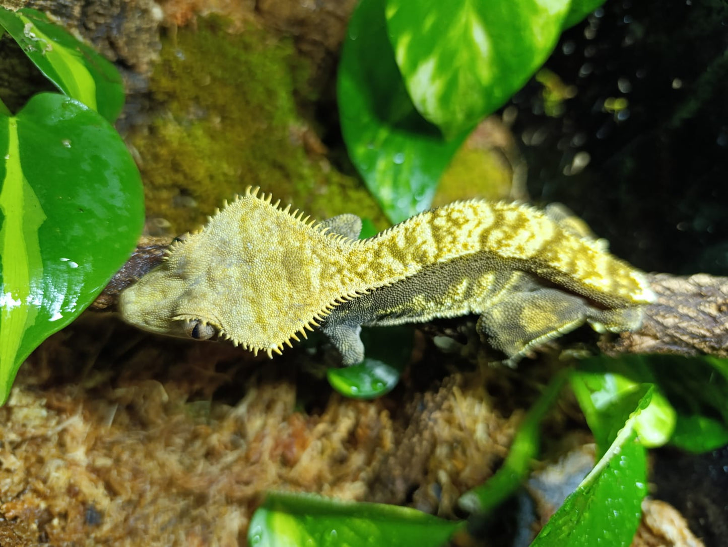 Extreme Harlequin
