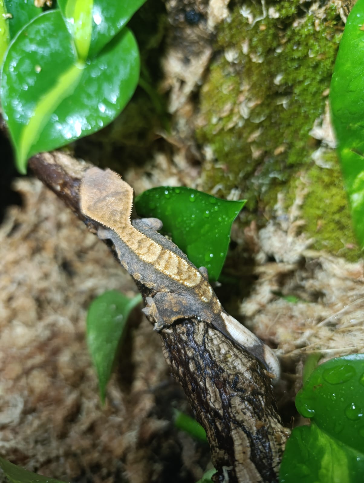 Extreme Harlequin, Partial Pinstripe