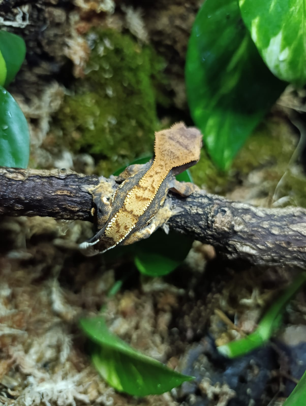 Extreme Harlequin, Partial Pinstripe