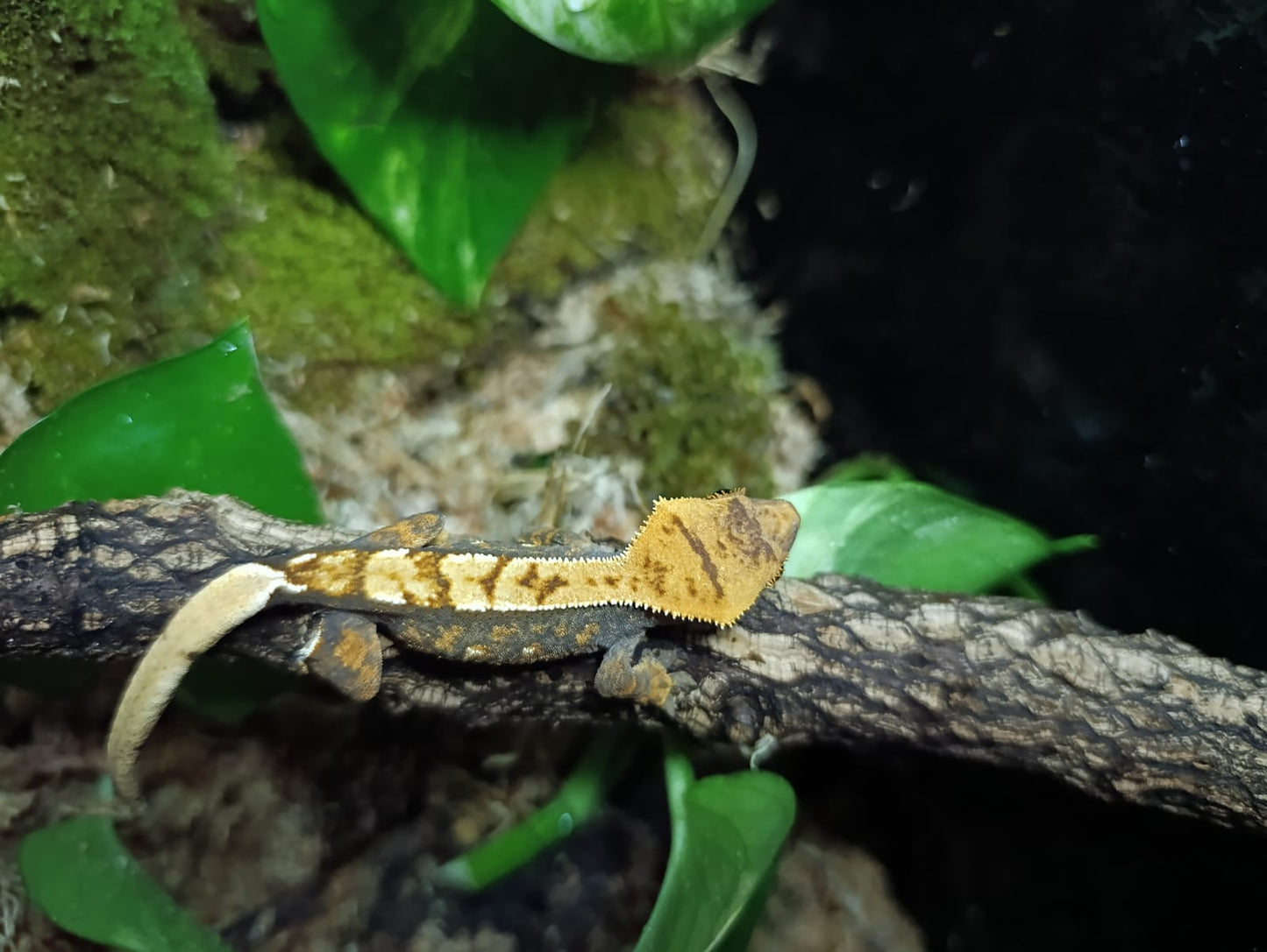 Extreme Harlequin, Partial Pinstripe