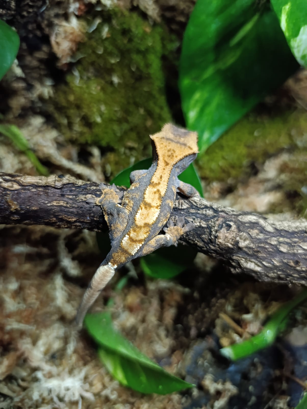 Extreme Harlequin, Partial Pinstripe
