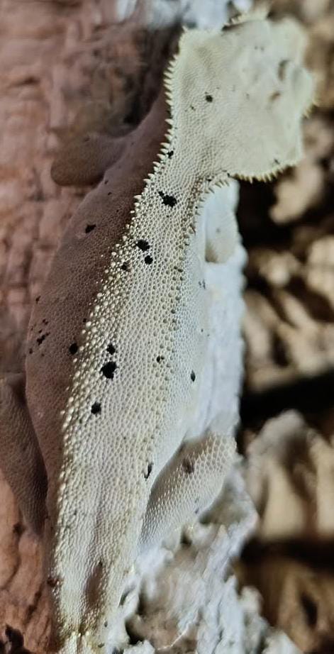 Artemis Breeder Female