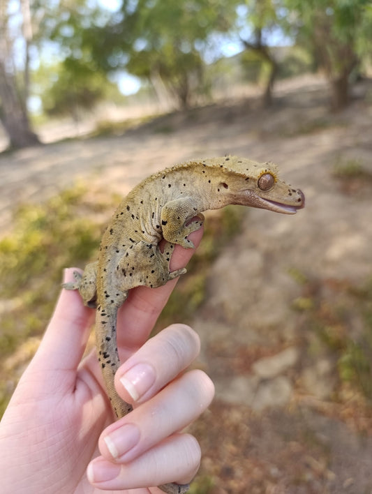 Asteroid Adult Breeder Female