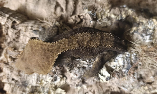 Adult Breeder Female