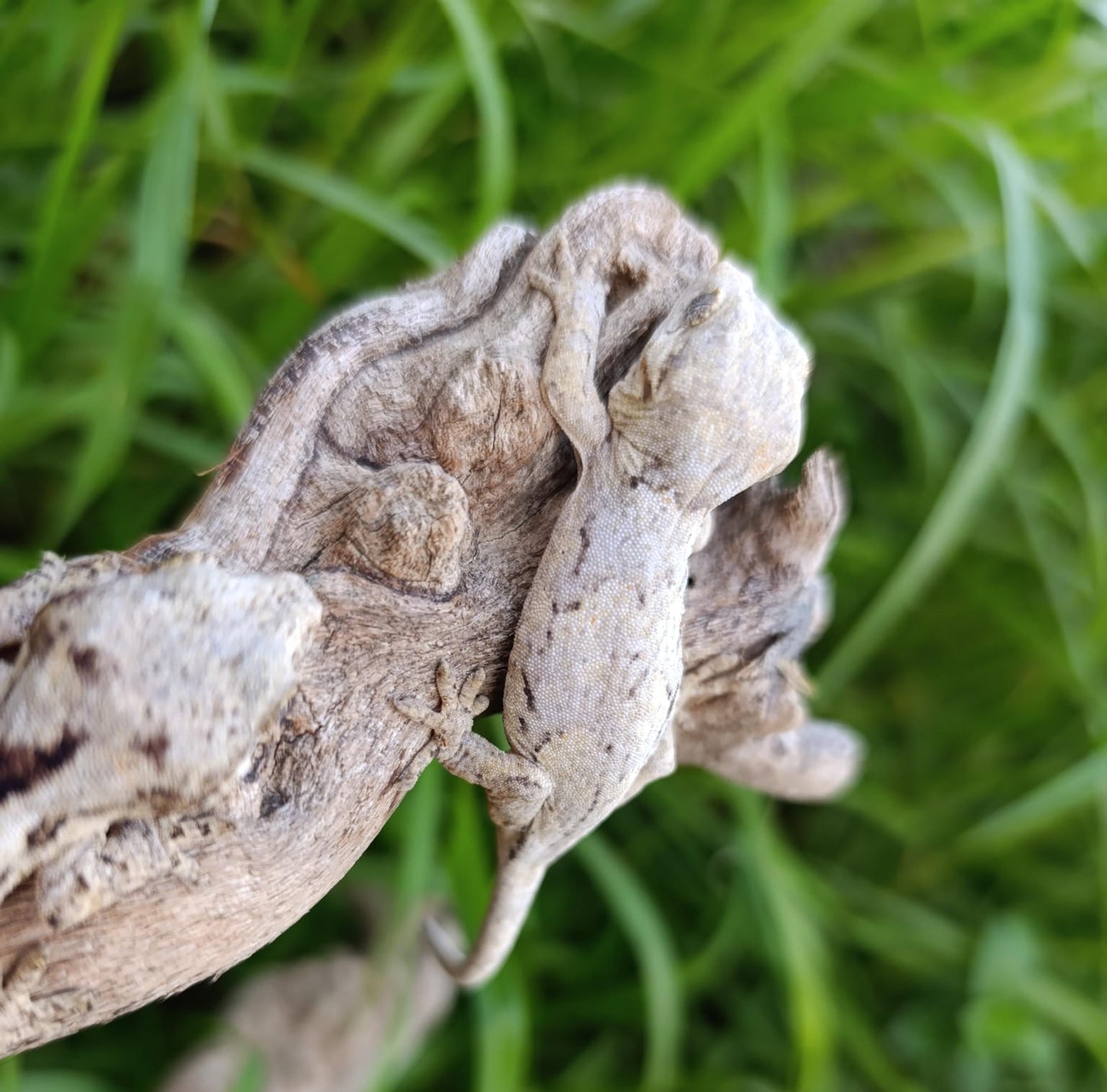 Gargoyle Baby