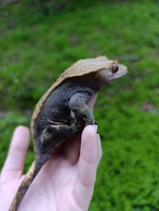 Adult Breeder Female