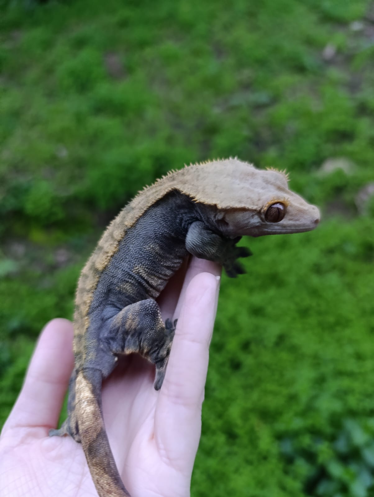 Adult Breeder Female