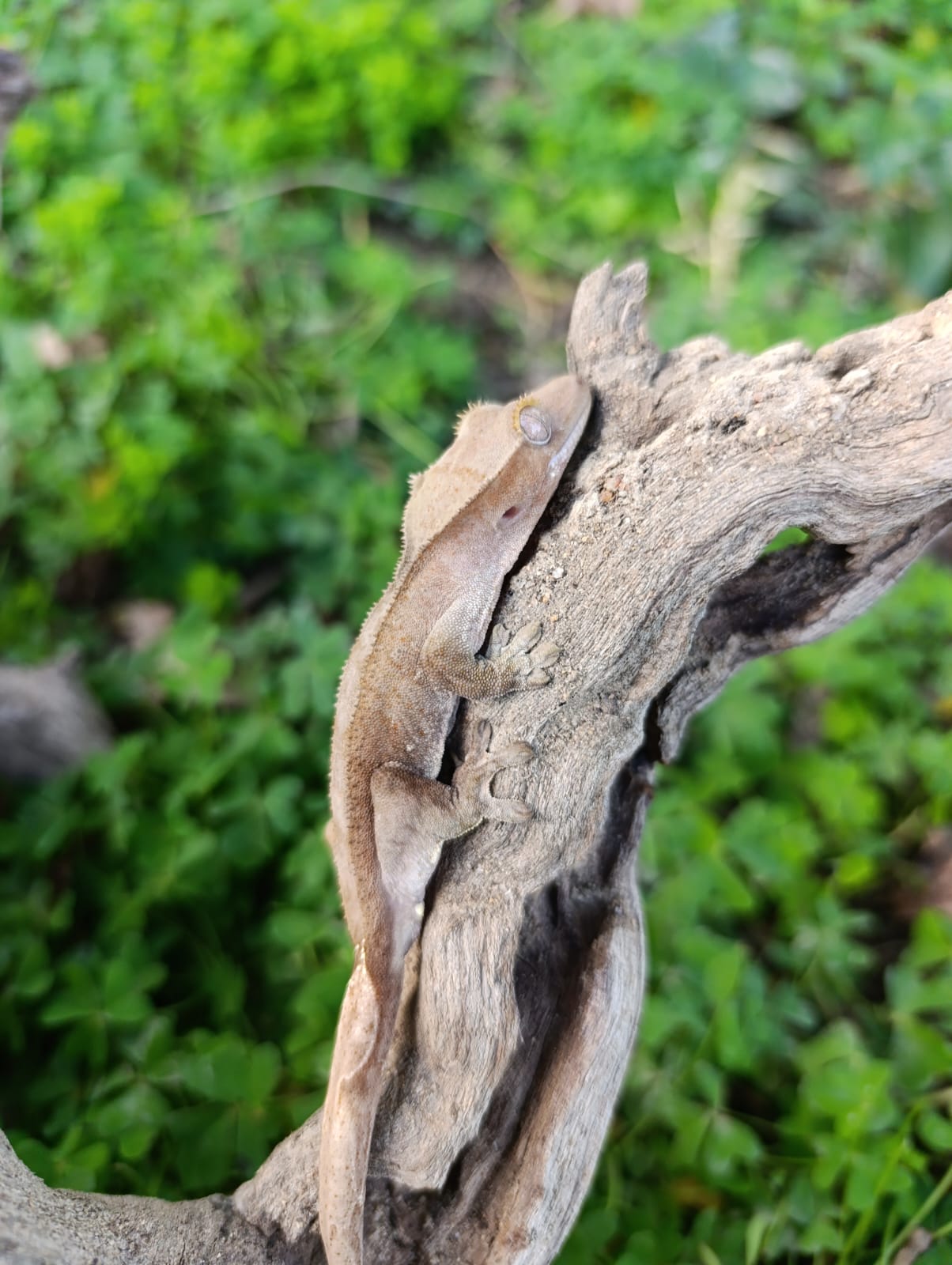 Patternless Juvie