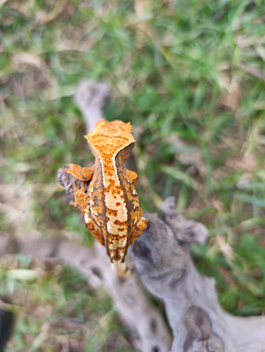 Tri-colour baby crested gecko, orange, white and black