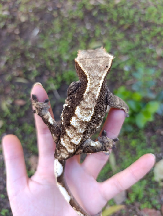 Adult Breeder Female