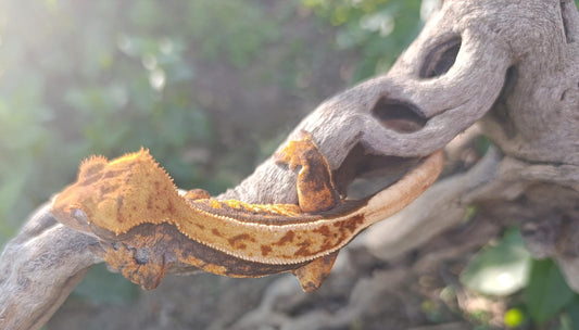 High end Juvie