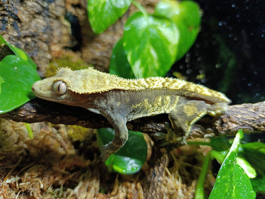 Extreme Harlequin