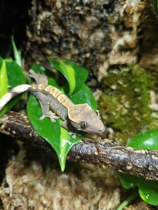 Extreme Harlequin, Partial Pinstripe