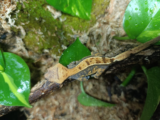 Extreme Harlequin, Partial Pinstripe