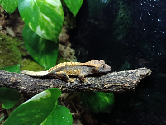 Extreme Harlequin, Partial Pinstripe