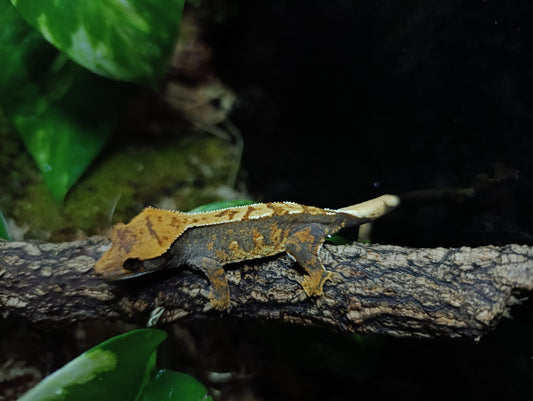 Extreme Harlequin, Partial Pinstripe