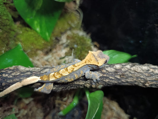 Extreme Harlequin, Partial Pinstripe