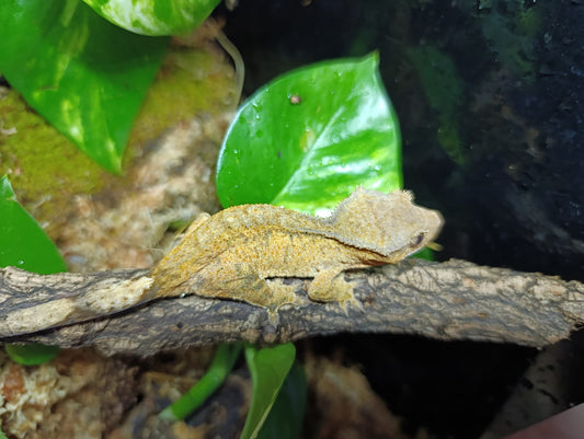 Brindle