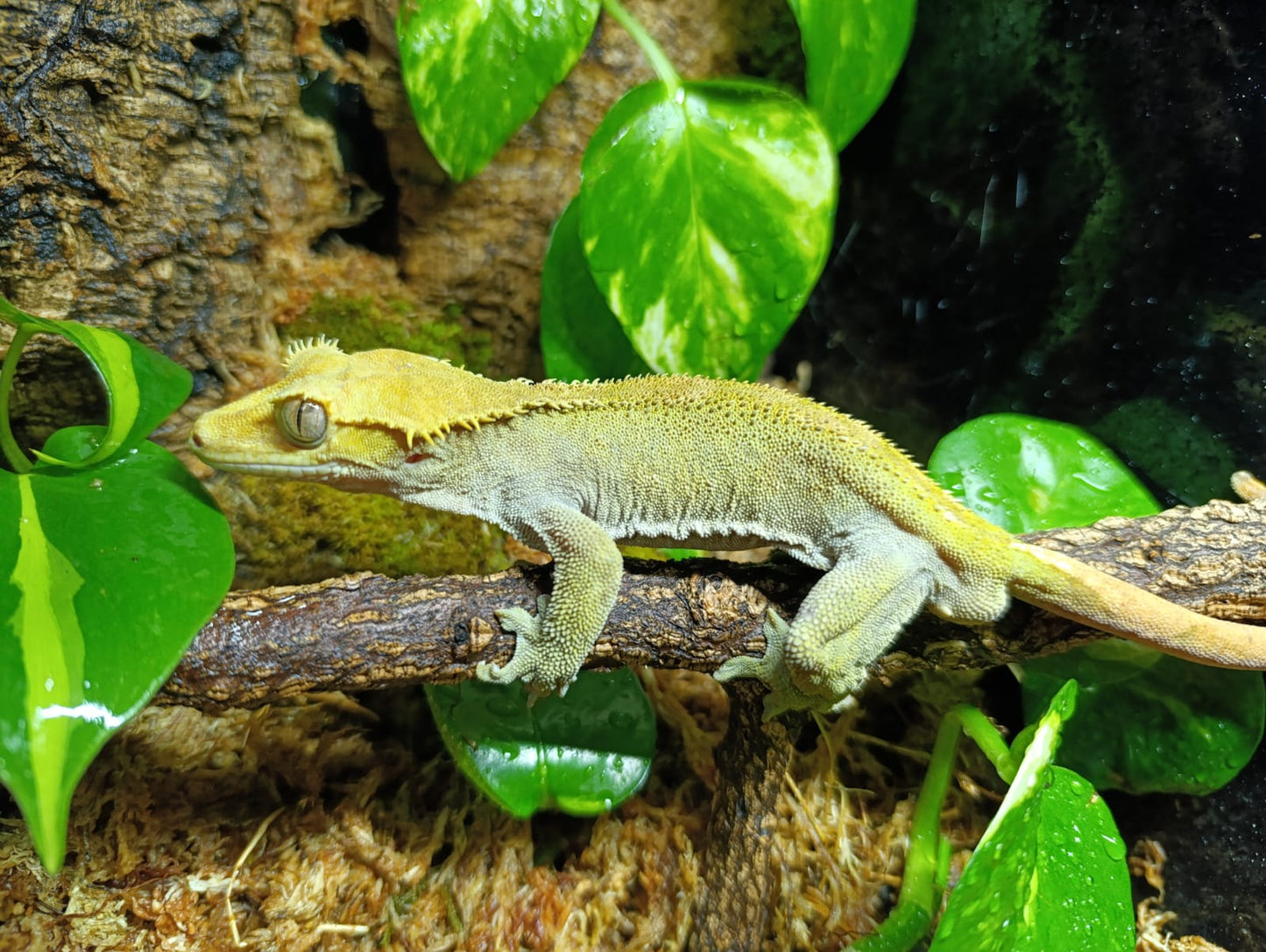 Patternless Male (perfect gecko for young keepers)