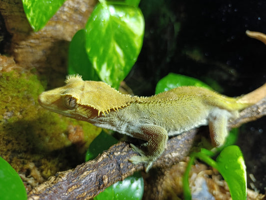 Patternless Male (perfect gecko for young keepers)