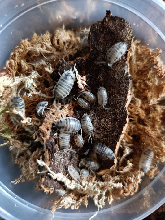 Dairy Cow Isopods
