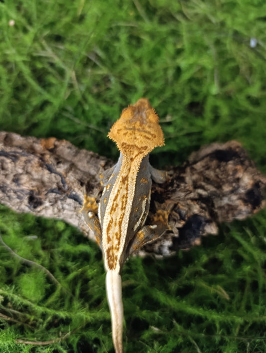 Holdback release high end male