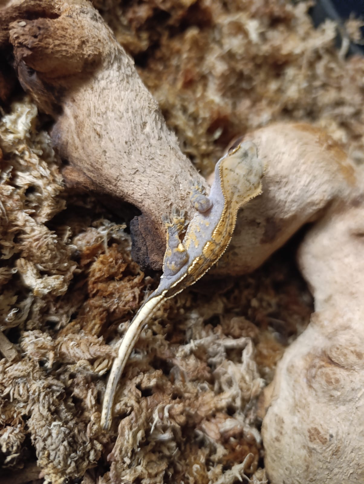 Partail Pinstripe