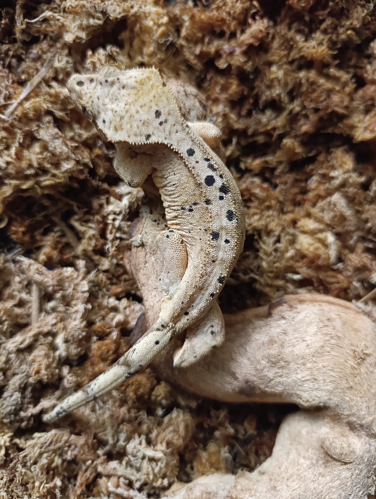 Sub Adult Female Dalmation