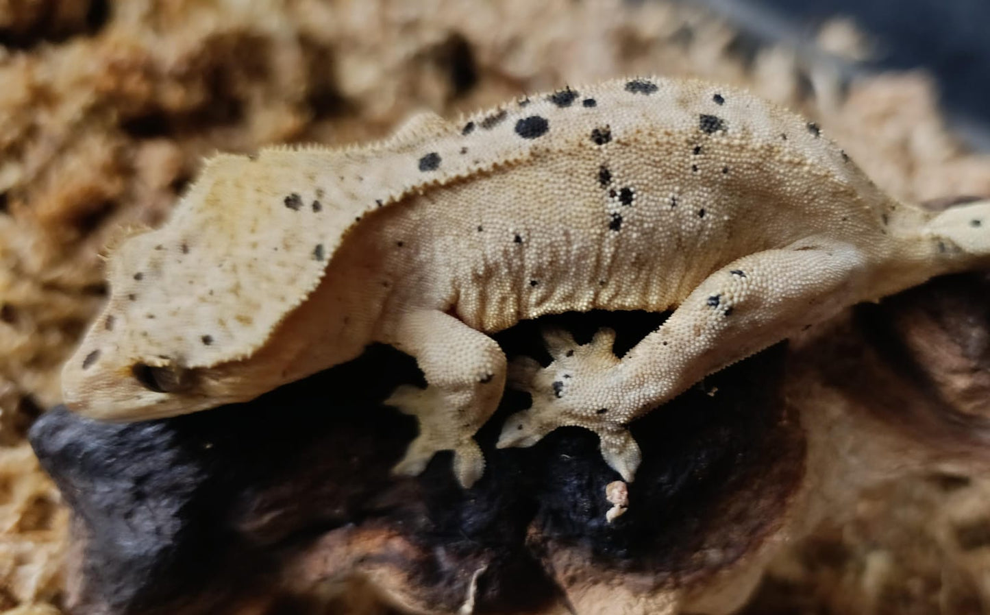 Sub Adult Female Dalmation