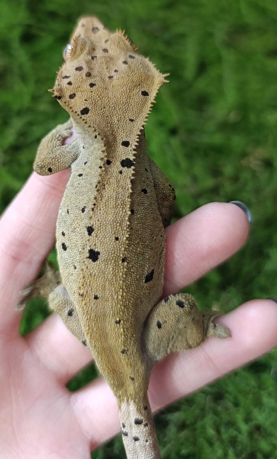 Sub Adult Female Dalmation