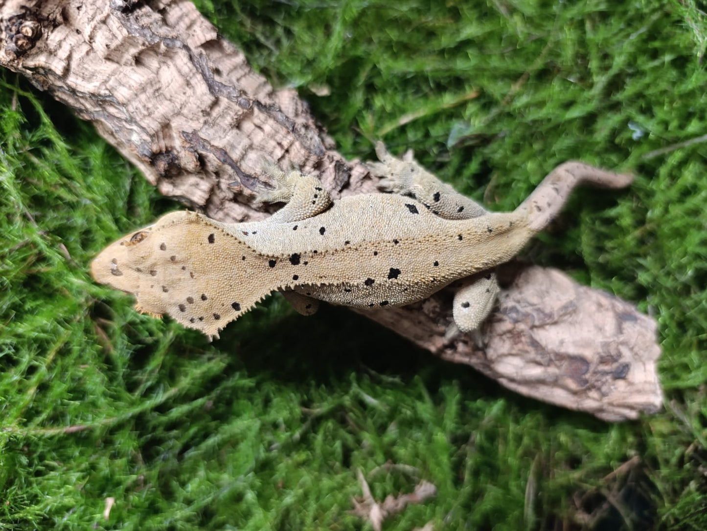Sub Adult Female Dalmation
