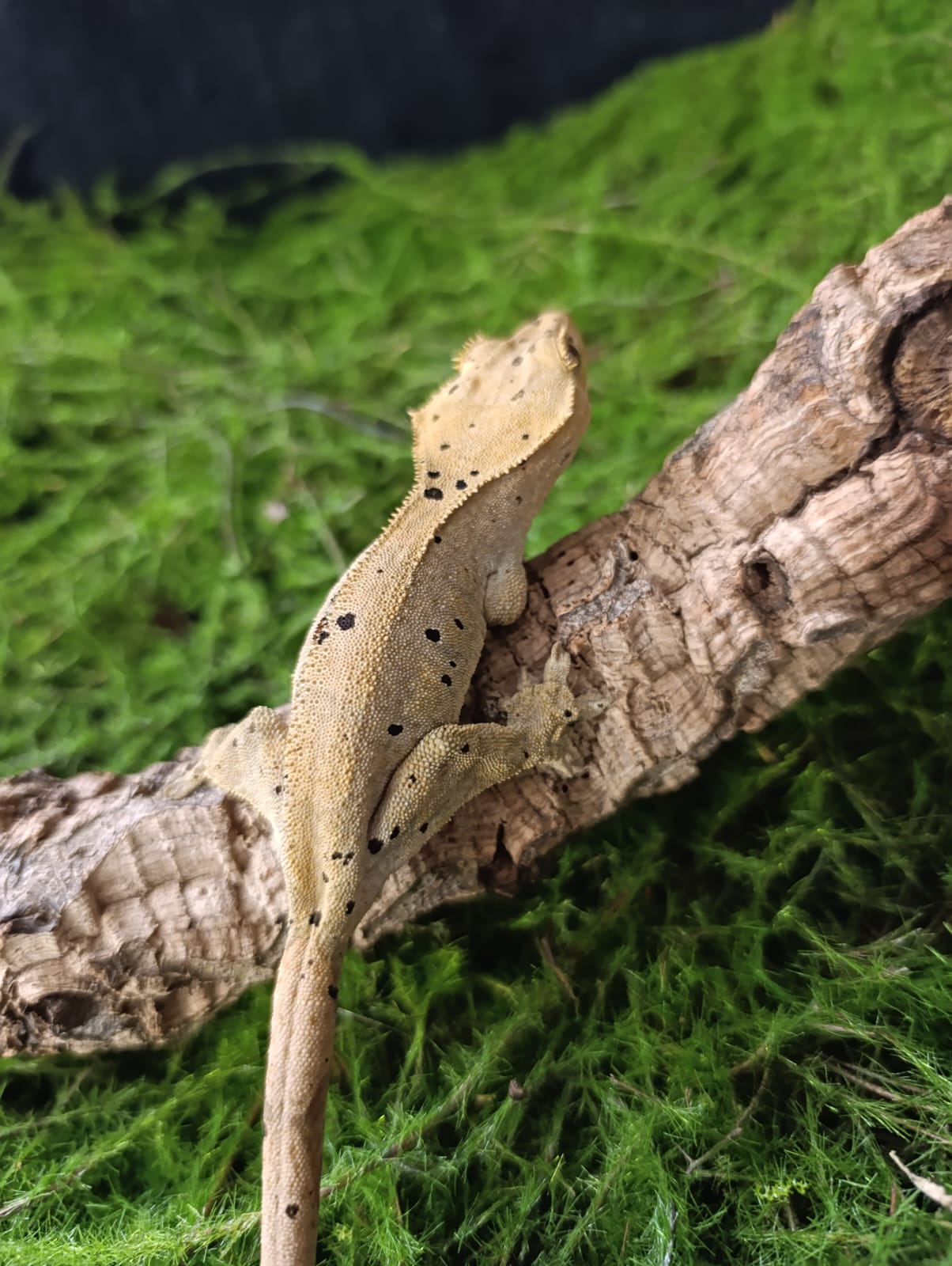 Red Spot Sub Adult Female Dalmation