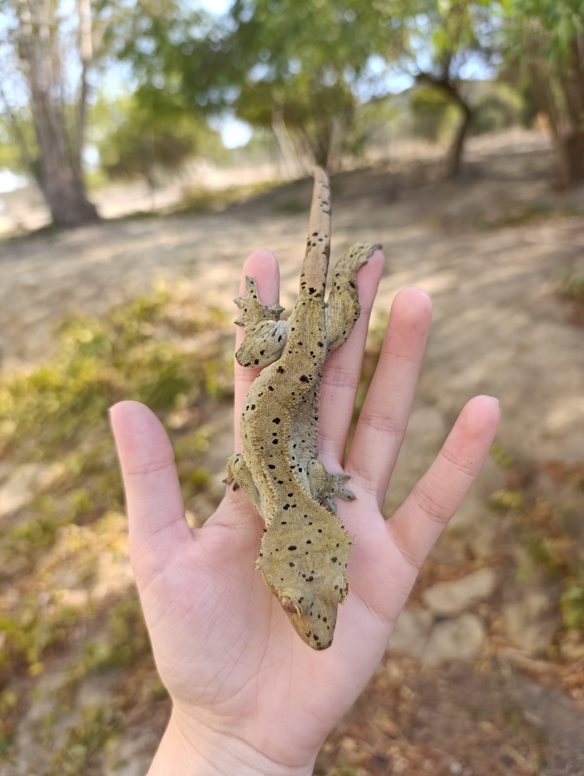 Asteroid Adult Breeder Female