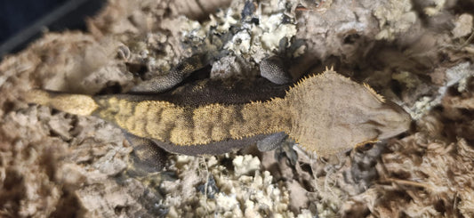 Adult Breeder Female