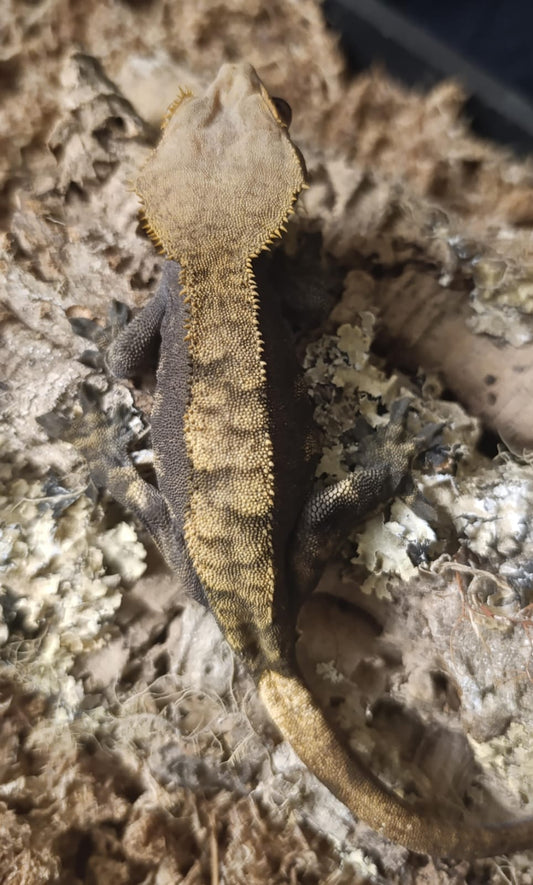 Adult Breeder Female