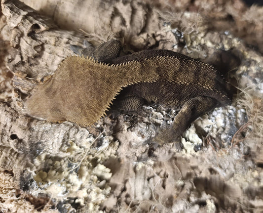 Adult Breeder Female