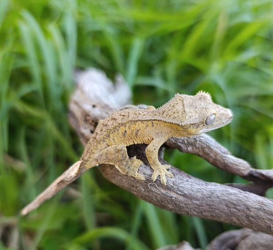Baby Brindle Yellow