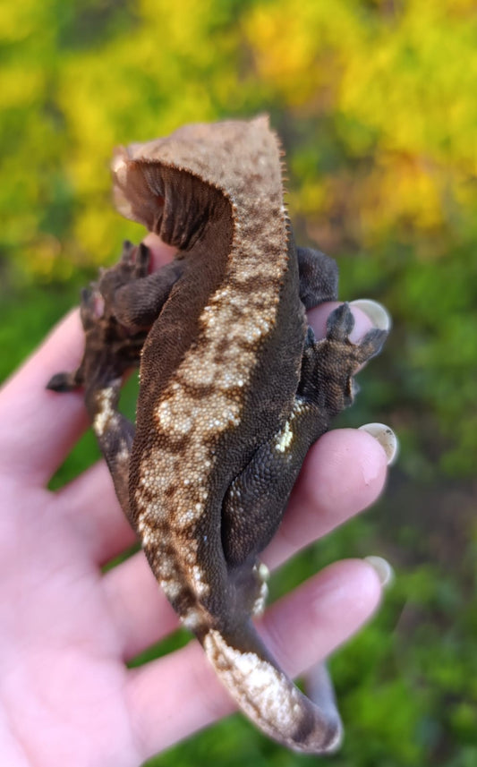 Adult Harlequin Male