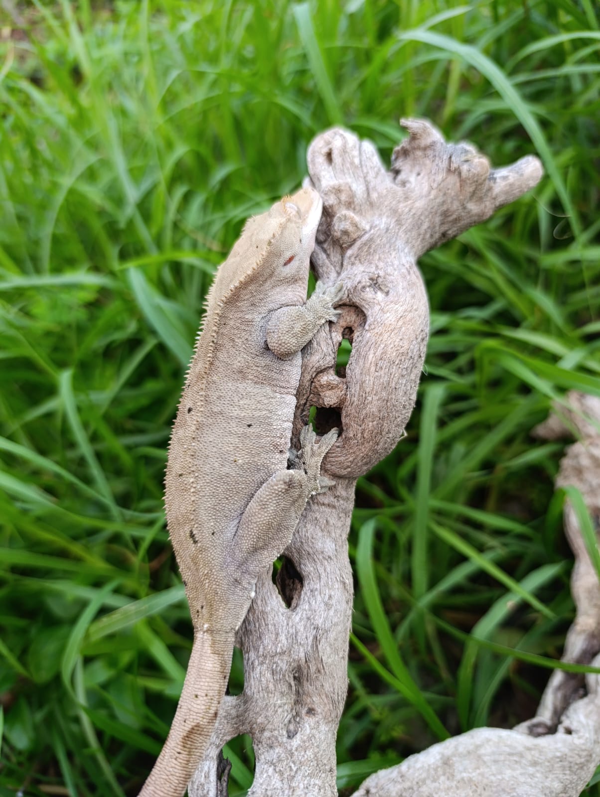 Breeder Dalmation Female