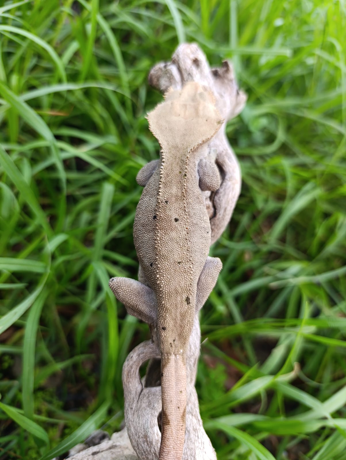 Breeder Dalmation Female