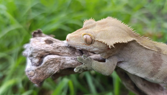 Adult Male