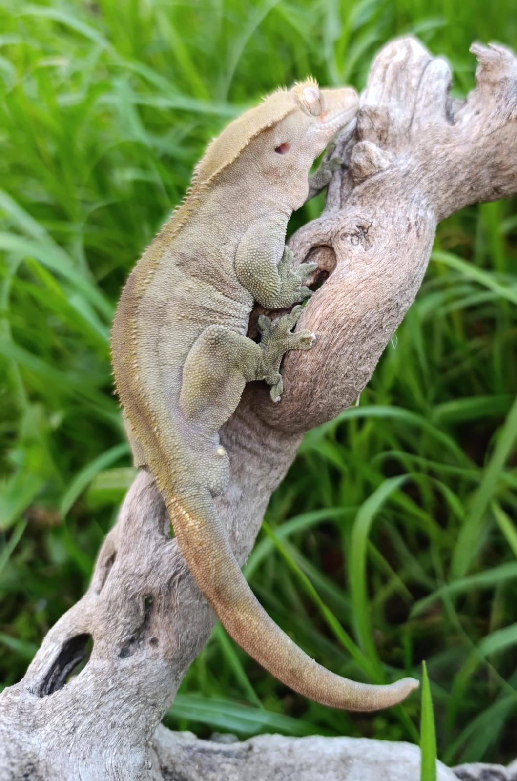Adult Male