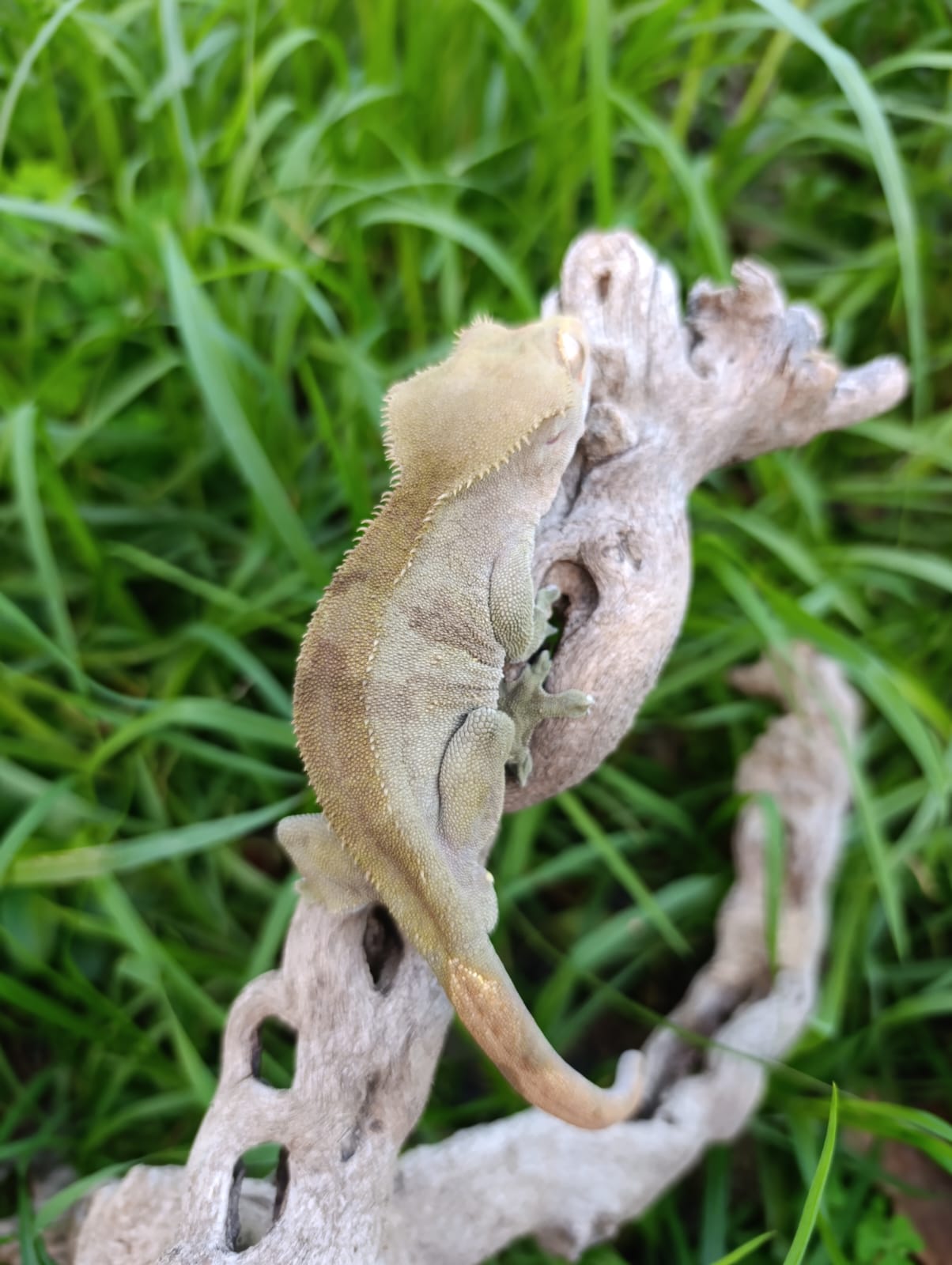 Adult Male