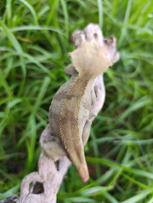 Adult Male