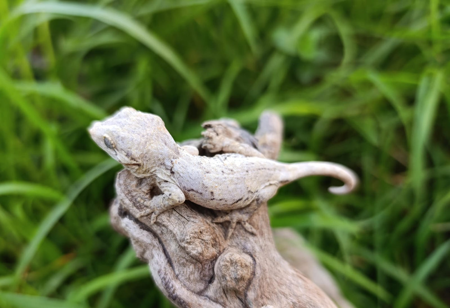 Gargoyle Baby