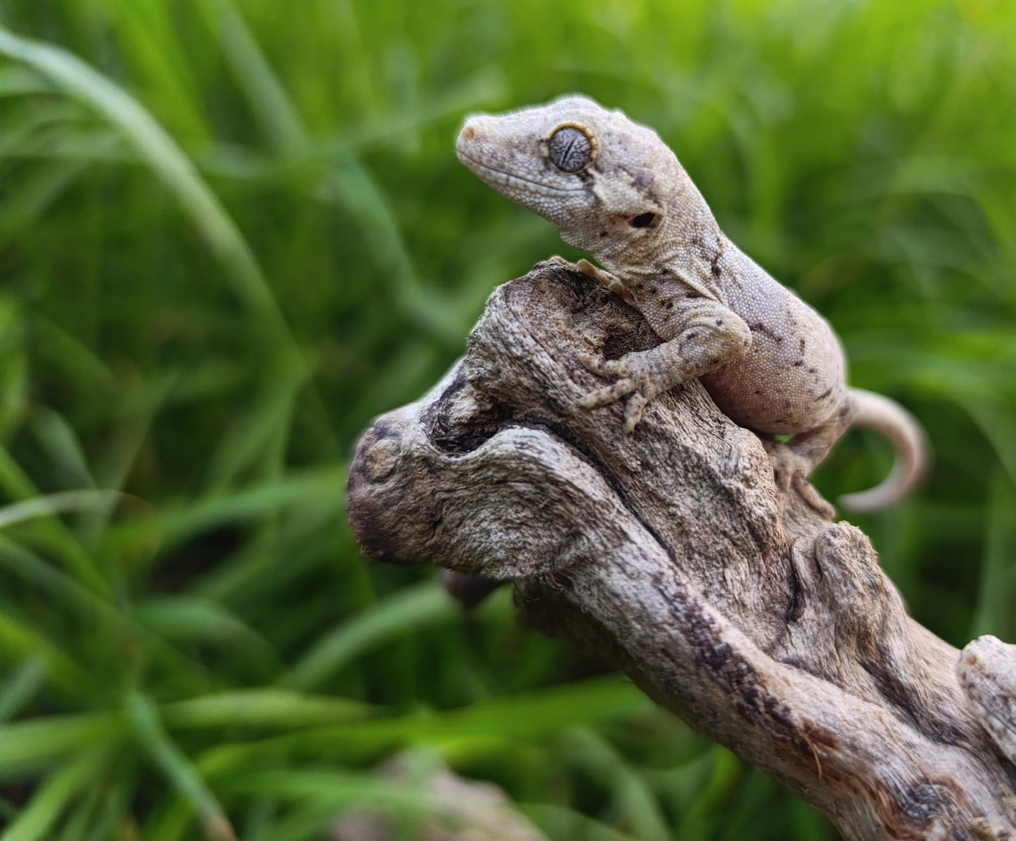Gargoyle Baby