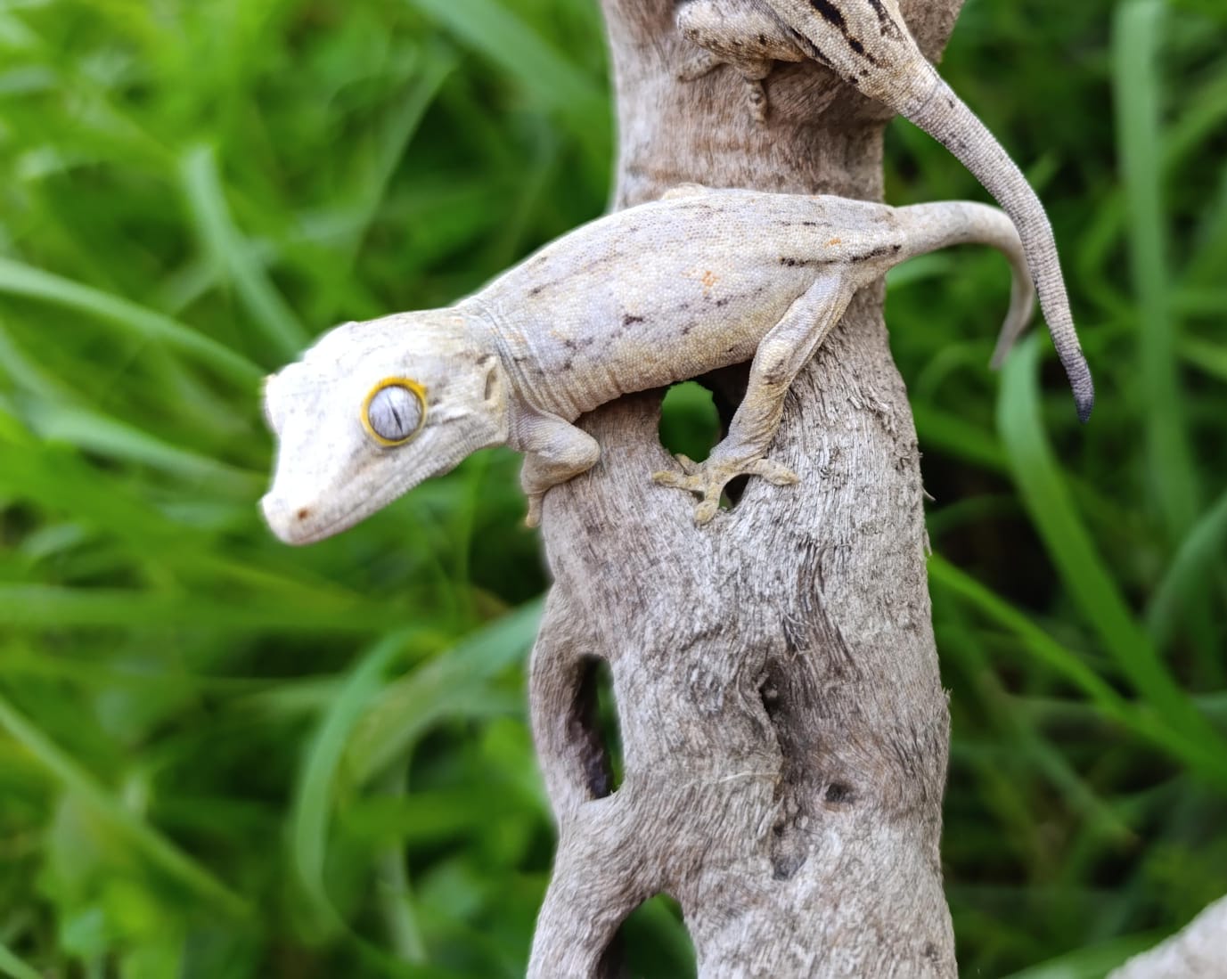 Gargoyle Baby