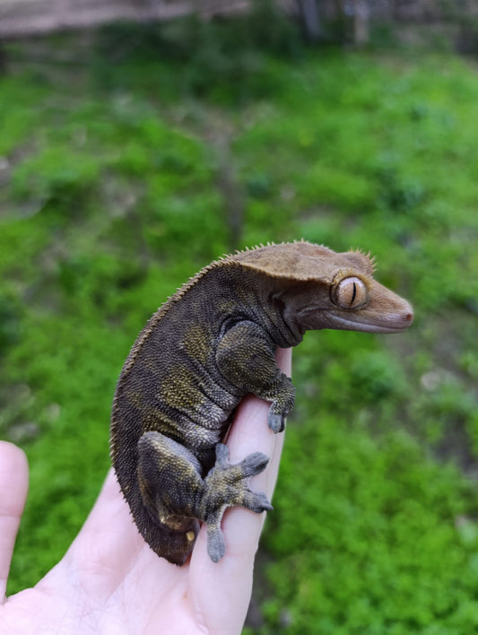 Adult Breeder Female